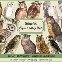 Vintage Owl Clipart: Antique Illustration PNG, Collage Sheets (Digital Download)