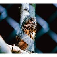 Owl Photography Print | Fine Art Photo Print By Peter Bussiere Jr