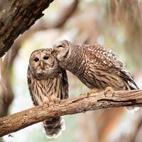 Bird Photography, Kissing Barred Owls, Florida Photography, Nature Photo, Wall Art, Wildlife Print, 