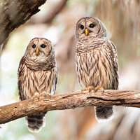 Bird Photography, Barred Owl Pair, Florida Photography, Nature Photo, Wall Art, Wildlife Print, Flor