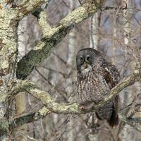 Great Grey Owl photo print, in the woods, bird of prey picture, nature art photography, gray canvas,
