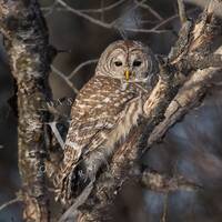 Barred Owl in tree at sunset / Wildlife Photography Print / Fine Art Photo print of Barred Owl / Owl
