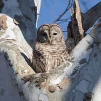 Barred Owl in sycamore tree at sunrise / Wildlife Photography Print / Fine Art Photo print of Barred