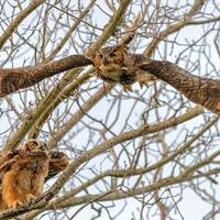 Great Horned Owl, Owl Print, Great Horned Art, Great Horned Photo, Great Horned Print, Great Horned 