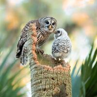 Bird Photography, Mother Barred Owl and Baby, Florida Photography, Nature Photo, Wildlife Print, Flo