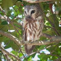 Photograph of a Northern saw-whet Owl perched in a Holly tree, Greenwich, CT