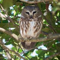 Beautiful photograph of a Northern Saw-whet Owl perched in a Holly tree, Greenwich, Connecticut
