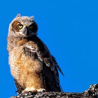 Great Horned Owl, Owl Print, Great Horned Art, Great Horned Photo, Great Horned Print, Great Horned 