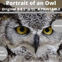 Owl Portrait Print: Detailed Bird Photo (Digital Download)