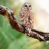 Owl Photography, Barred Owl Photo, Bird Print, Florida Photography, Nature Photo, Wall Art, Wildlife