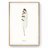 Snowy Owl Feather Print at 1:1 Scale