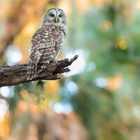 Owl Photography, Barred Owl Photo, Florida Photography, Nature Photo, Bird Photography, Wildlife Pri