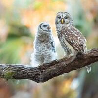 Bird Photography, Baby Owl Photo, Barred Owl Print, Wildlife Photo, Owl Wall Art, Florida Birds, Owl