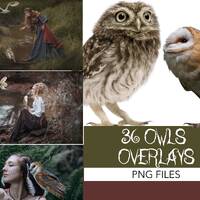 Owls overlays, Owls clipart, Realistic owl png, birds png, flying owl png , Snowy Owl Overlays, Tran