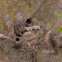 Great Horned Owl Young Photo, Bird Photography, Owl Photo, Photo Wall Art, Owlets, Wildlife Home Dec