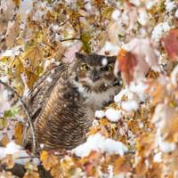 Great Horned Owl Photo Print | Metal Photo Print | Owl Gift | Bird Lover Gift