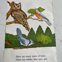 Birds, Kinds Of Birds, Robin, Owl, Poster, Double-Sided, Picture, Book Page, Print, 18 x 12", I