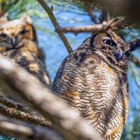 Great Horned Owls #2 Print