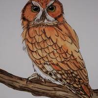 Eastern Screech Owl, Owl, Owl, Print, Owl Painting, Animal Art, West Virginia Animals, Watercolor Pa