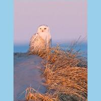 Snowy owl bird photograph, Snowy owl photograph, Snowy owl, bird photograph