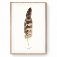 Great Grey Owl Feather Print at 1:1 Scale