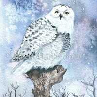 Snowy Owl -  Wildlife Watercolor Archival Print by Molly Harrison - Owls, Watercolor