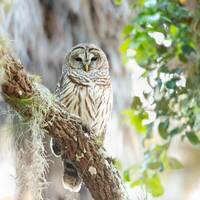 Owl Photography, Barred Owl Print, Florida Photography, Nature Photo, Bird Photo, Wildlife Print, Fl
