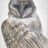 A Beautiful Fine Art Print of a Majestic Owl, Gift, Present