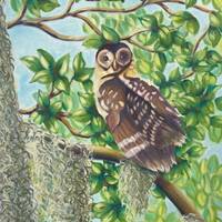 The Owl Is Watching - Original Oil