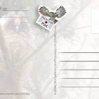 Flying Owl Postcard Stickers - Set of 10 - Postcrossing