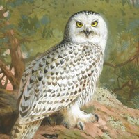 Female Snowy Owl, Archibald Thorburn, Owl Art, Owl Print, Owl Wall Art, Owl Home Decor Wall Art, Art