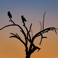 Hunting Hour- Arizona Great Horned Owls