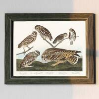 Burrowing Owl Print: Vintage Birds of America Art # V44