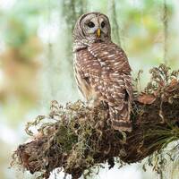 Bird Photography, Barred Owl Photo, Florida Photography, Nature Photo, Owl Photography, Wildlife Pri