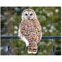 Premium Puzzle, Barred Owl Jigsaw Puzzle, Owl Fine Art Puzzles, 16x20 Fine Art Puzzle, 20x30 Owl Puz