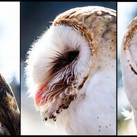 3 Barn Owl in the Forest 5x7 inch Photographic Prints