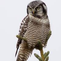 Hawk owl portrait: matted print on metallic paper