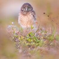 Baby Burrowing Owl, Bird Photography, Owlet Photo, Florida Photography, Nature Photo, Owl Print, Wil