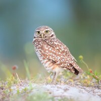 Burrowing Owl, Owl Print, Bird Photography, Florida Photography, Nature Print, Owl Wall Decor, Wildl
