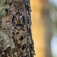 Eastern Screech Owl