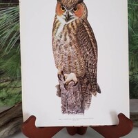 Great Horned Owl Louis Agassiz Fuertes Print Birds of America Original Bookplate 57 Color Bird Wall 