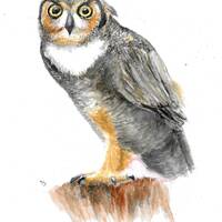 Owl Watercolor Painting