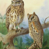 Little Owl And Scops Owl, Archibald Thorburn, Owl Art, Owl Print, Owl Wall Art, Owl Home Decor Wall 