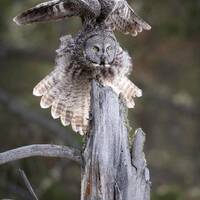 Owl Taking Flight - High quality giclee print