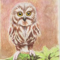 Print Owl Watercolor Pencil Painting