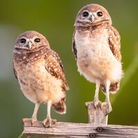 Burrowing Owl Chicks, Bird Photography, Owlet Pair, Florida Photography, Nature Print, Owl Wall Art,