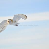 Owl Photography, Barn Owl Blue Sky, Owl Photography, Woodland, Fine Art Photo, Nature Photo
