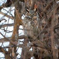 Great Horned Owl Fine Art Lustre Photo Print, Owl Photography Print, Wildlife Metal Print, Owl Home 