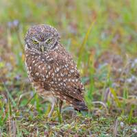 Ground Burrowing Owl Print, Owl Metal Art, Cute Owl, Cape Coral Florida, Fine Art Print, "Wet B