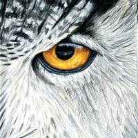 Owl Eye Drawing | ORIGINAL Artwork | Hand Drawn | Owl Illustration | Wildlife Art | Owl Eye Study | 